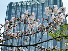 -新虹桥中心花园