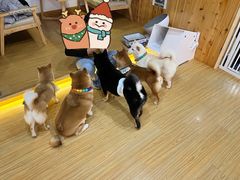 -废柴休闲屋·撸狗咖撸猫咖