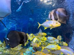 -太平洋海底世界