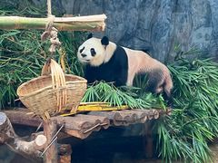 -深圳野生动物园
