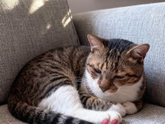 -御宝贝·A梦猫科宠物医院(国际猫友好医院)
