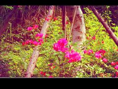 景点-厦门博饼民俗园