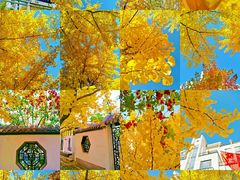 -长白岛森林公园