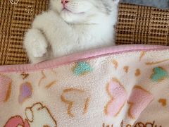 -1013 PET SHOP精品宠物商店(丁香店)