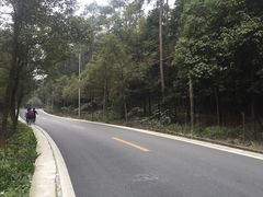 -铁山坪森林公园