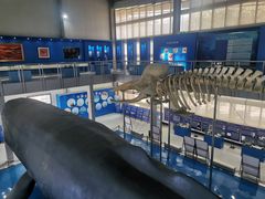 -上海海洋大学鱼文化博物馆(军工路校区)