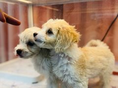 -翊宠yipet猫狗购宠庄园犬舍•猫舍