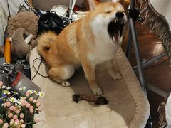 -About Bistro關於·泰式家庭料理