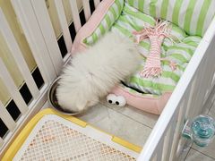 -唐小姐の私宠·宠物洗护美容·撸猫馆·购宠(周浦万达旗舰店)