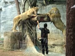 -清迈夜间动物园