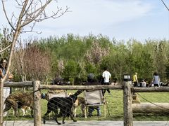 -爪吧宠物乐园 (温榆河示范区店)