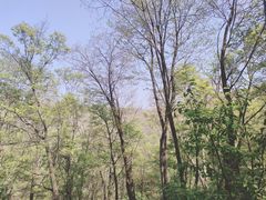 -香炉山国家森林公园