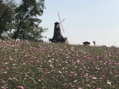 -大塘金香草谷