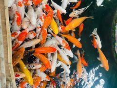 -南宫五洲植物乐园