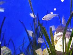 -上海海洋水族馆