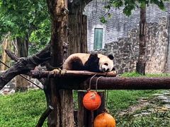 -都江堰中华大熊猫苑