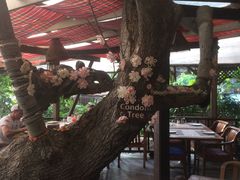 -卷心菜和避孕套餐厅(Pattaya)