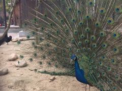 -合肥滨湖国家森林公园