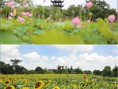 -西溪国家湿地公园