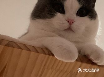 【项目】购宠 福福来家里已经半年啦～～～小小只长到现