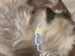 -共舞时光猫咖·狗咖(新街口店)