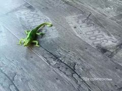 -贵州森林野生动物园