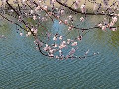 -桃花堤公园