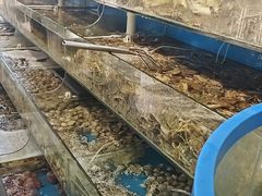 -仙螺岛海鲜自助餐厅(总店)