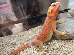 -酷以爬仙阁实体爬宠店·守宫·蜥蜴·专业繁育