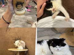 -楼上猫咖(罗湖店)