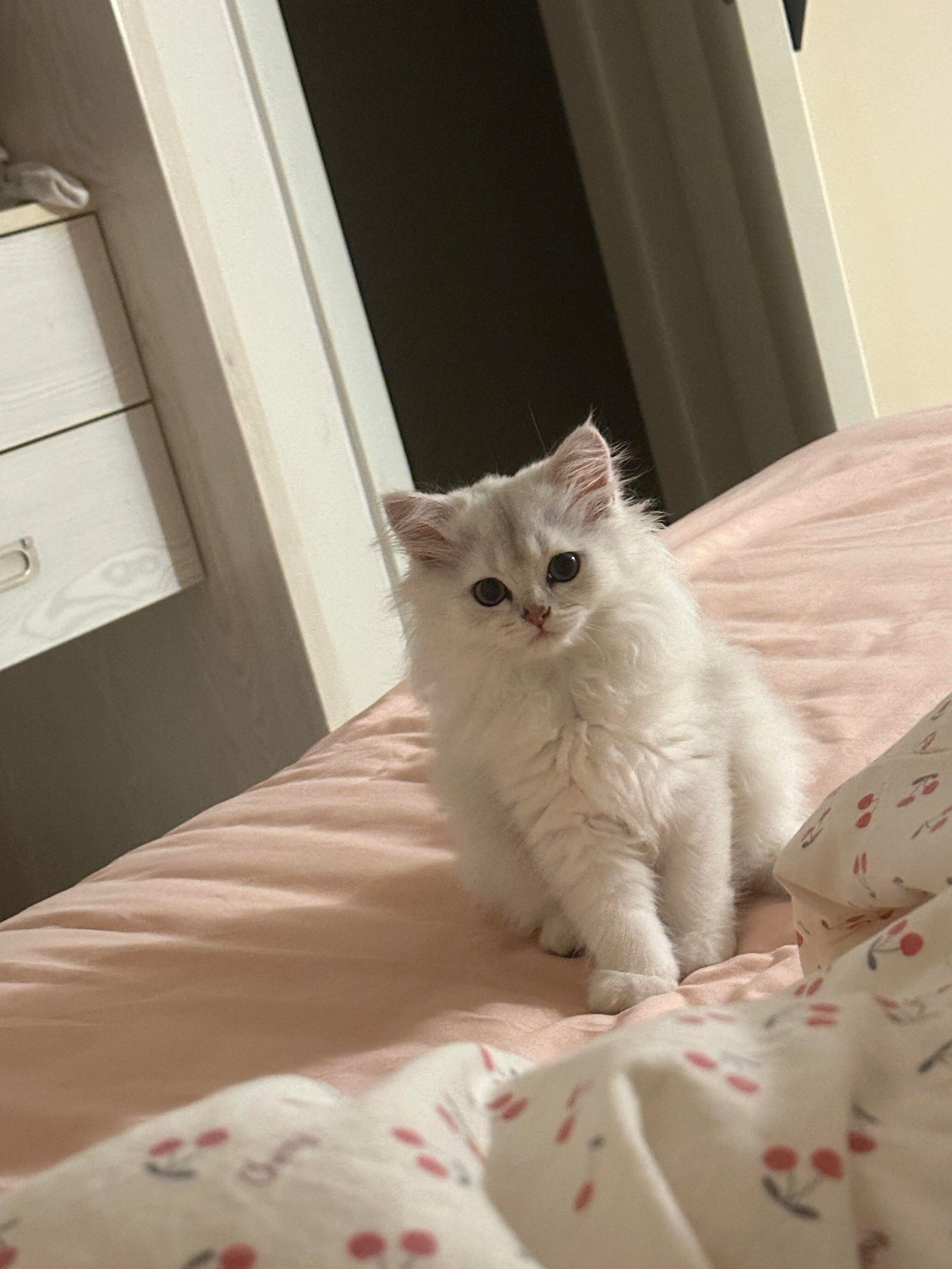 但是难免也有一些犄角旮旯它到处钻 还经常睡到垃圾桶和打扫垃圾矬子