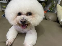 -宠爱国际动物医院· 猫科· 外科·中兽医(长白店)