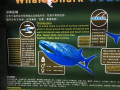 -烟台海昌鲸鲨海洋公园