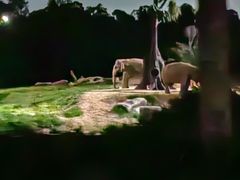 -夜间野生动物园