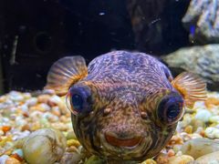 -上海海洋水族馆