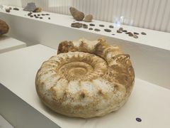 -青岛贝壳博物馆