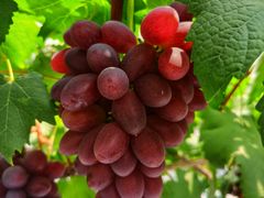 -金谷域澳洲庄园