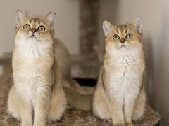 -百信宠物医院(东升街店)