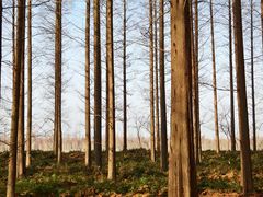 -黄海国家森林公园