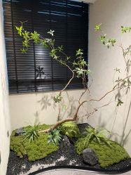 -大树儿童摄影