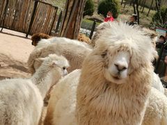 -鄂尔多斯野生动物园