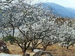 -广州市流溪河国家森林公园