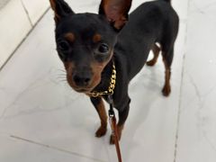 -纳吉亚猫专科动物诊疗中心(蒋宅口分院)