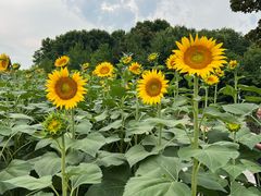 -郑州植物园
