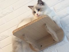 -momokira米努特·德文卷毛猫·棉花面纱犬