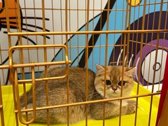 -帕帕拉兹宠物(亚洲旗舰店)