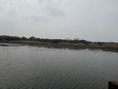 -荷塘月色湿地公园·向阳花洲