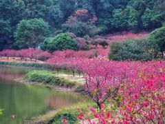 -南国桃园旅游度假区