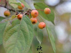 -香山公园