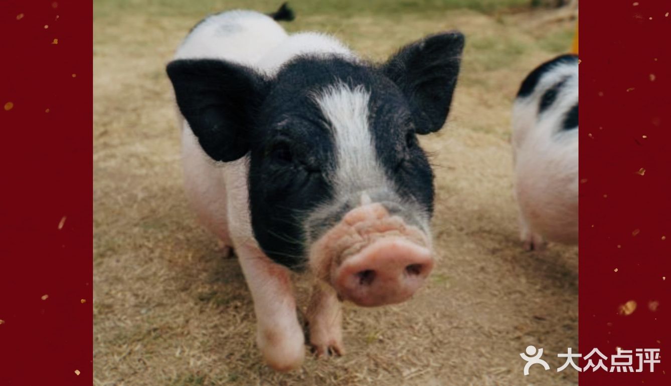 跟我一起去找小猪玩！